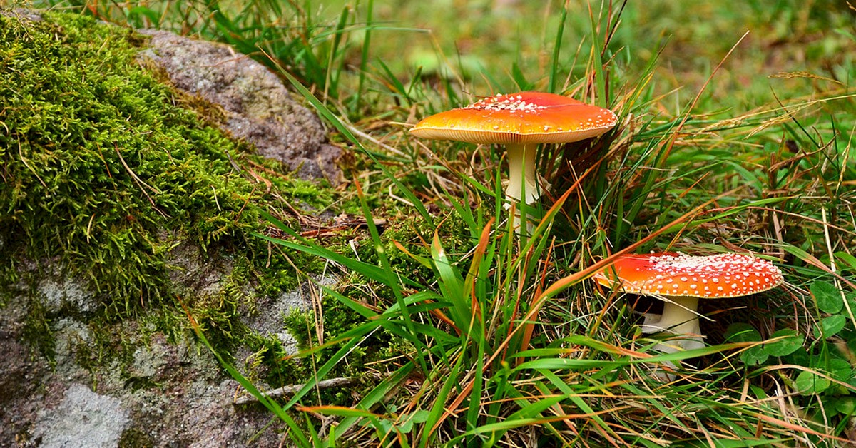 Infomaterial Langenholzen Natur entdecken